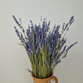 Лаванда сушеная букет