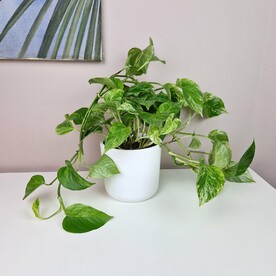 Эпипремнум комнатное растение в белом горшке