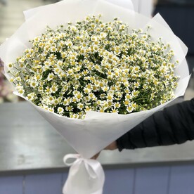 Букет из 25 белых Ромашек