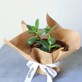 Денежное дерево Толстянка 2 ствола