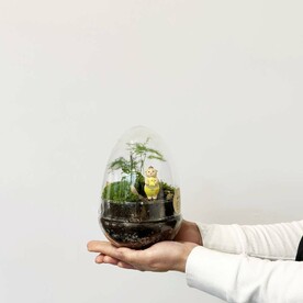 Закрытый флорариум с аспарагусом и фиттонией