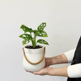 Комнатное растение Монстера манки