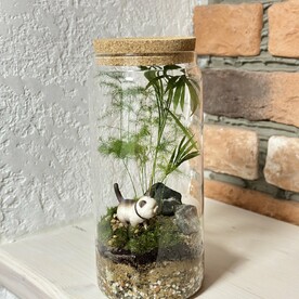 Флорариум террариум экосистема с живыми растениями