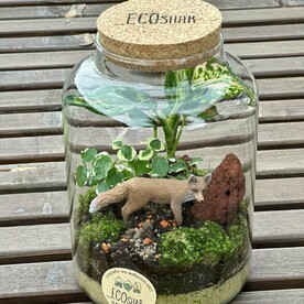 Флорариум с живыми растениями