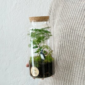 Флорариум с живыми растениями