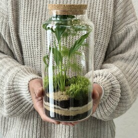 Флорариум Спатифиллум и аспарагус