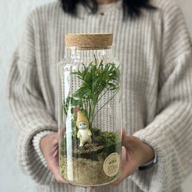 Флорариум с живыми растениями