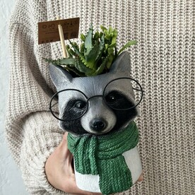 Енот симпатяга