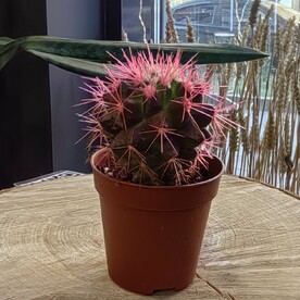 Кактус мини