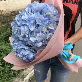 Холодок Гортензия