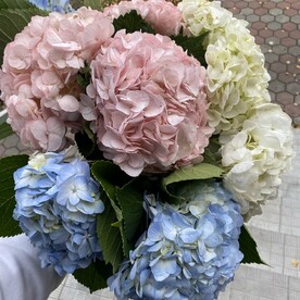 Облако гортензий