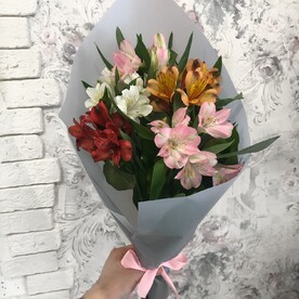 Кулёк Альстро