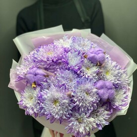 Хризантема сиреневая