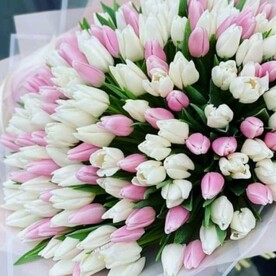 Большой букет тюльпанов для любимой 151 шт