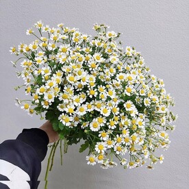 Букет из 15 веточек танацетума (ромашек)