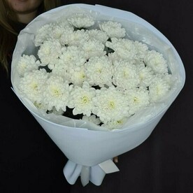 Нежные кустовые хризантемы