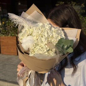 Гортензия нежная