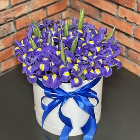 Ирисы синий