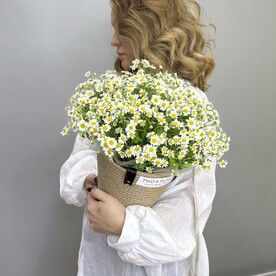 Ароматная ромашка в плетеном кашпо