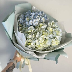 Голубые гортензии в нежной упаковке