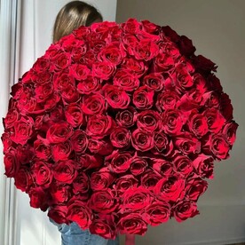 Алые розы 147 шт