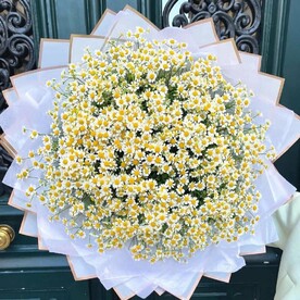 Ромашки полевые 51 веточка