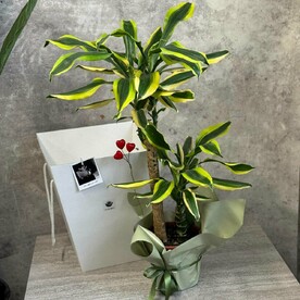 🌿 Драцена Фрагранс Еллоу Кост широколистная