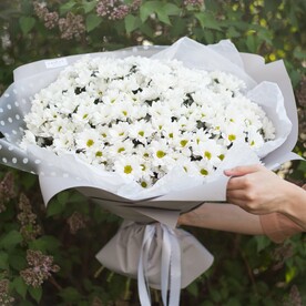 Хризантемы ромашки XXL 😍😍😍 | Кустовая хризантема 25шт