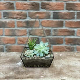 Флорариум суккулент S