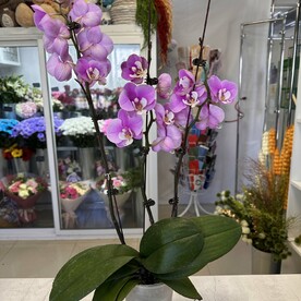 Орхидея фаленопсис