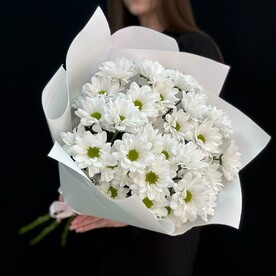 Хризантема кустовая ромашка (мб 035)