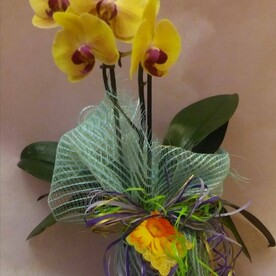 Орхидея фаленопсис