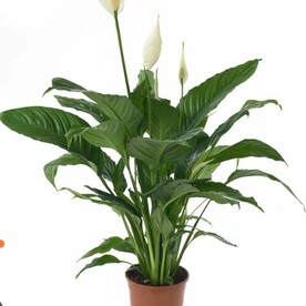 Спатифиллум