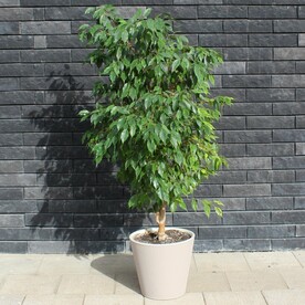 Фикус Бенжамина в горшке большой