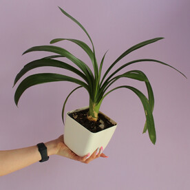 Кливия в белом горшке