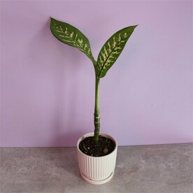 Диффенбахия в горшке