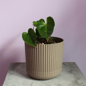 Антуриум в темном кашпо