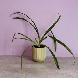 Хлорофитум в горшке