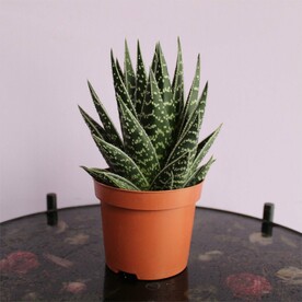 Алоэ тики таки