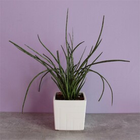 Сансевиерия цилиндрика