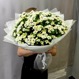 Букет хризантемы