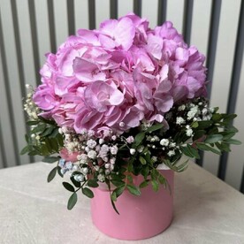 Гортензия в коробке "Воздушный комплимент"