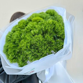 Букет из 35 диантусов грин трик киви гвоздики в подарочной упаковке