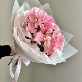 Нежная альстермерия