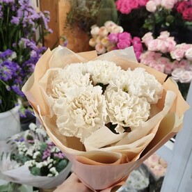 Диантусы персивые 7шт