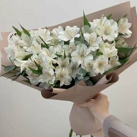 Белые альстромерии