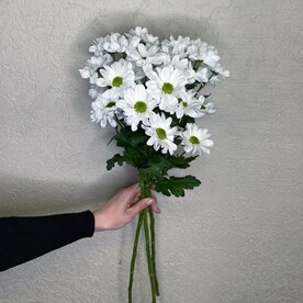 Хризантема под ленту