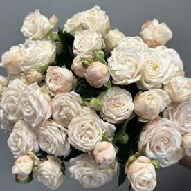 Роза кустовая пионовидная бомбастик