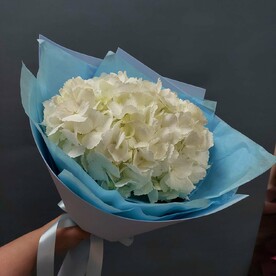 Белая гортензия