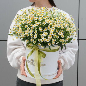 Коробка с ромашками "Ромашка полевая"